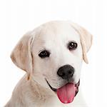 Beautiful portrait of a labrador retriever puppy with tongue out, isolated on white