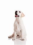 Beautiful labrador retriever cream puppy isolated on white background