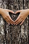 Frauenhänden machen eine Herzform auf einem Baumstamm. Große Ökologiekonzept