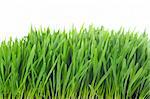 grass isolated photo on the white background