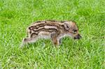 young wild boar pig walking after grass