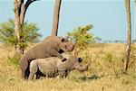 Two Large white (square-lipped) rhinoceros (Ceratotherium simum) mating in the nature reserve in South Africa