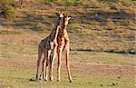 Two giraffe (Giraffa camelopardalis) in nature reserve in South Africa