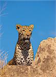 Leopard (Panthera pardus) resting on the rock in nature reserve in South Africa