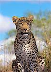 Leopard (Panthera pardus) resting in savannah in nature reserve in South Africa