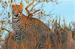 Leopard (Panthera pardus) standing in savannah at sunset in nature reserve in South Africa