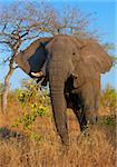 Large elephant bull standing in the nature reserve in South Africa