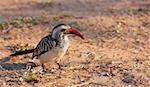 Southern Red-billed hornbill (tockus rufirostris) sitting on the ground in South Africa