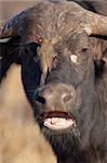 Buffalo (Syncerus caffer) close-up with Red-billed Oxpecker (Buphagus erythrorhynchus) in the wild in South Africa