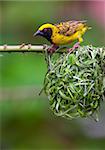 Village (Spotted-backed) Weaver (Ploceus cucullatus) sitting on the branch above his nest in South Africa