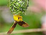 Village (Spotted-backed) Weaver (Ploceus cucullatus) sitting on his nest upside down in South Africa