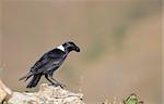 White-necked Raven (Corvus albicollis) sitting on the rock in South Africa
