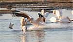 Eastern White Pelican (Pelecanus onocrotalus) or Great White Pelican in the water pools in South Africa