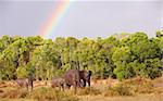 Large herd of Bush Elephants (Loxodonta africana) walking in savanna under a rainbow in the nature reserve in South Africa