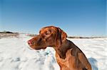 A Vizsla dog (Hungarian pointer) sits in a snowy field in winter.
