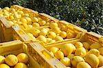 Lemon harvest, freshly picked lemons in crates