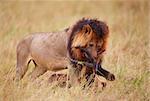 Single male lion (panthera leo) eating on a buck carcass in savannah in South Africa