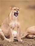 Lioness (panthera leo) growling in savannah in South Africa