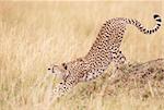 Cheetah (Acinonyx jubatus) stretching in savannah in South Africa