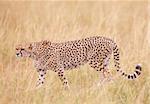 Cheetah (Acinonyx jubatus) walking in savannah in South Africa