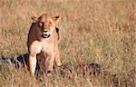 Single female lioness (panthera leo) with the kill in savannah in South Africa