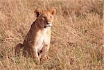 Lion (panthera leo) cub sitting in savannah in South Africa