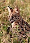 African Serval (Leptailurus serval), medium-sized African wild cat, sitting in savannah in South Africa