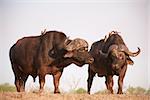 Two Buffalos (Syncerus caffer) close-up with Red-billed Oxpeckers (Buphagus erythrorhynchus) in the wild in South Africa