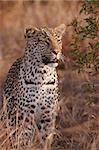 Leopard (Panthera pardus) standing alert in savannah in nature reserve in South Africa