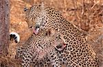 Two Leopards (Panthera pardus) cleaning each other in savannah in nature reserve in South Africa