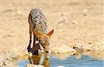 Black-backed Jackal (Canis mesomelas) drinking water from a dam in South Africa