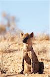 Spotted hyaena (Crocuta crocuta) sitting on the ground in South Africa