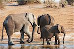 Group of Large and small African elephants (Loxodonta Africana) drinking water from the river in savanna in Botswana