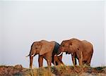 Large herd of African elephants (Loxodonta Africana) in Botswana