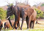 Grand troupeau d'éléphants d'Afrique (Loxodonta Africana) à savannah au Botswana