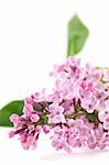 Beautiful fragrant purple lilac on white background