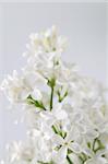 Beautiful fragrant white lilac on white background. Soft focus