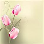 Light green background with bunch of pink tulips