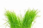 green grass Isolated  on a white background