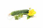 Cucumbers are photographed on a white background. Beside cucumber leaves and flowers lay.