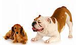 english bulldog trying to convince dachshund to play with reflection on white background