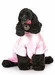 cocker spaniel licking lips wearing pink shirt with reflection on white background