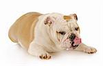 english bulldog with tongue sticking out licking lips with reflection on white background