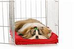 shih tzu puppy laying in dog crate on red blanket