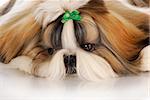 adorable shih tzu puppy with green bow - head portrait