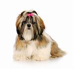 shih tzu puppy with pink bow in hair sitting with reflection on white background