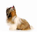 adorable shih tzu puppy sitting looking up with reflection on white background