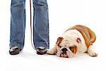 dog obedience training - english bulldog laying down at feet of owner on white background