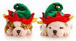 english bulldog puppies dressed up like christmas elf with reflection on white background