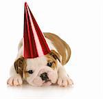 party dog - english bulldog puppy wearing red party hat with reflection on white background